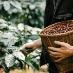 قهوه چطور تولید میشود