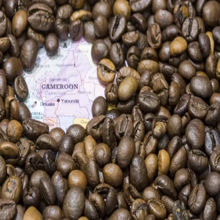 قهوه کامرون روبوستا